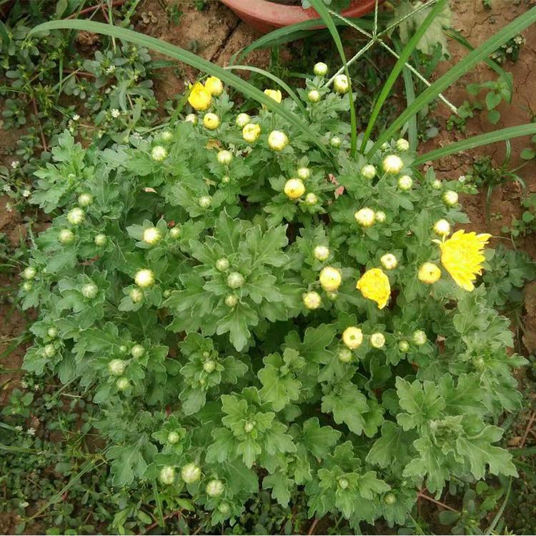千头菊销售 山东千头菊种植基地 青州凯洋花卉