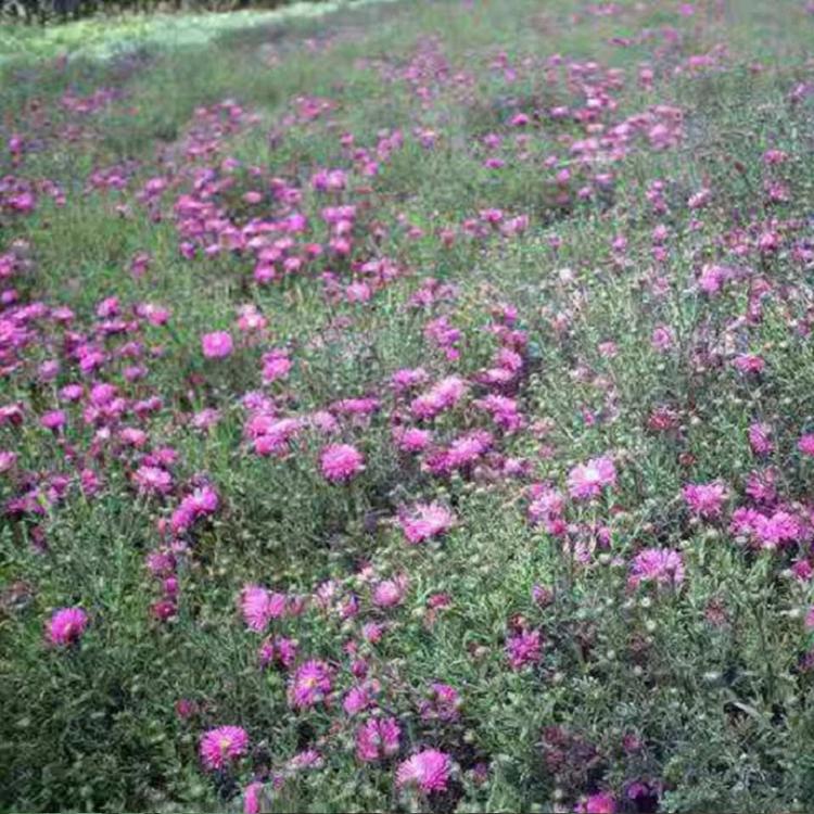 荷兰菊种植基地  荷兰菊大量供应 荷兰菊价格