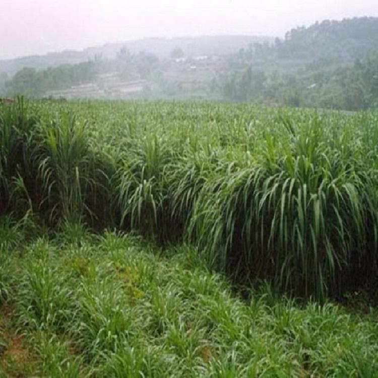 山东狼尾草种植基地-狼尾草批发商狼尾草供应商凯洋花卉