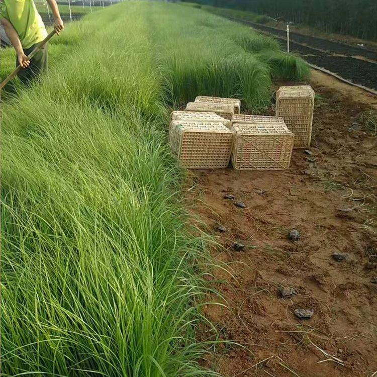 狼尾草出售 狼尾草培育基地 欢迎选购