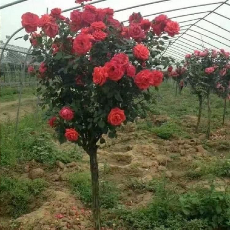 月季树批发商_月季树种植基地_凯洋花卉大量供应树状月季