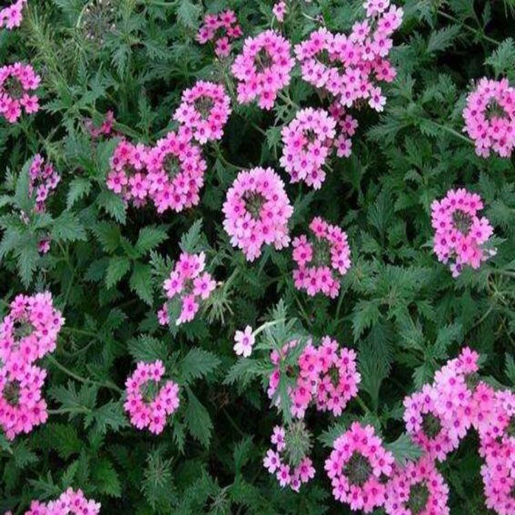 内蒙美女樱批发供应就找美女樱种植基地  地邦