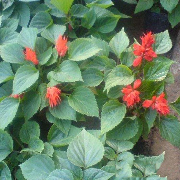 山东一串红种植基地|地邦|一串红批发价格