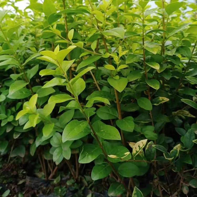 青州扶芳藤种植基地 大叶扶芳藤价格 大叶扶芳藤批发