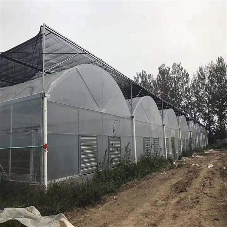 好温室大棚-金农温室建造-山东连栋薄膜温室建造