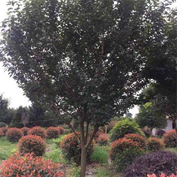 只做成都第二好的樱花树 四川樱花树基地 樱花树苗木基地