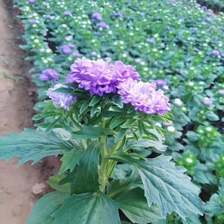 销售翠菊 翠菊价格 春季花卉价格