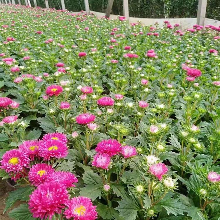 青州翠菊 翠菊批发价格 草花花卉供应基地
