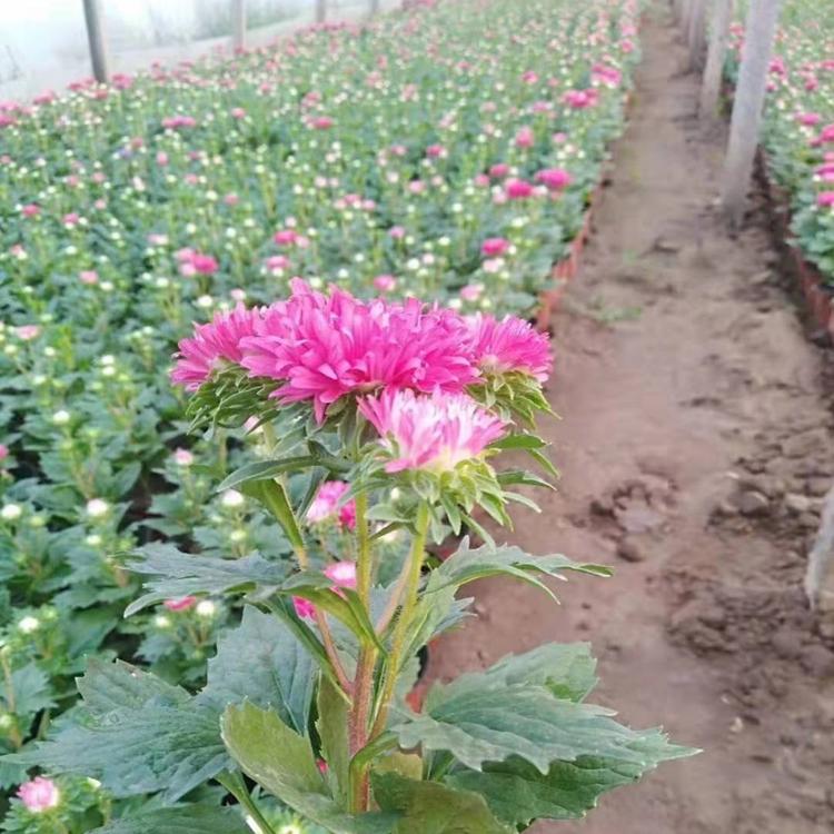 青州翠菊大量供应 草花花卉批发价格
