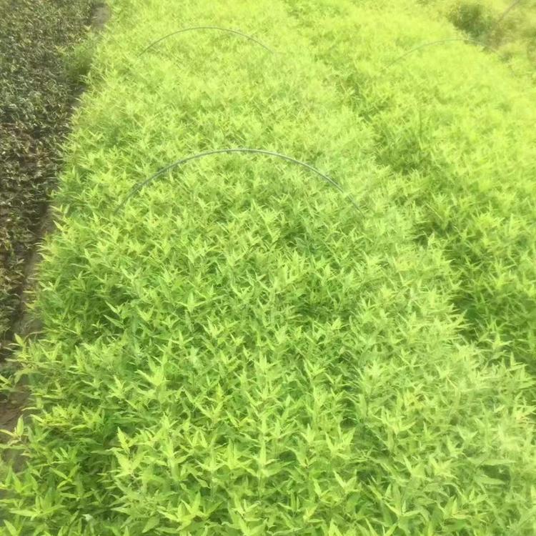 销售金叶莸 金叶莸价格 落叶灌木供应