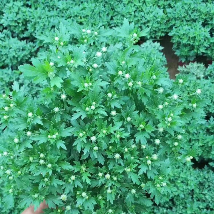 大菊花_国庆菊批发价格 山东宿根花卉供应基地 久顺花卉