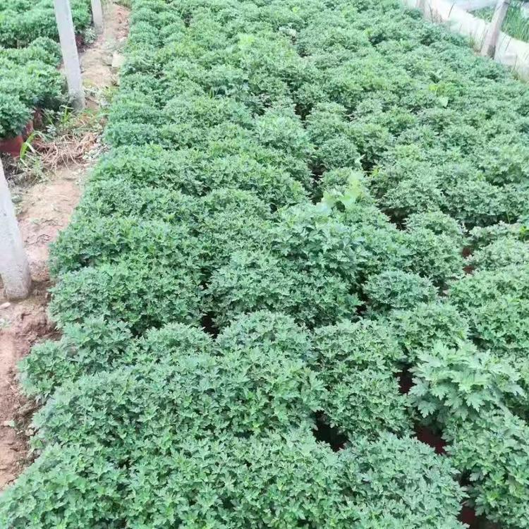 菊花 千头菊基地供应 批发价格 尽在久顺花卉