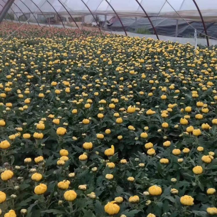 山东国庆菊批发价格 十月一花卉租摆供应