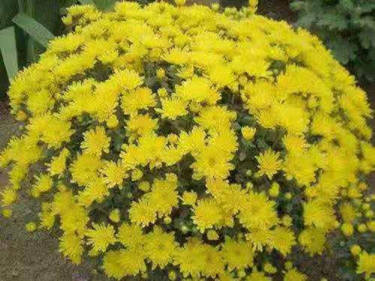 山东国庆菊批发价格 节日花卉租摆 久顺花卉