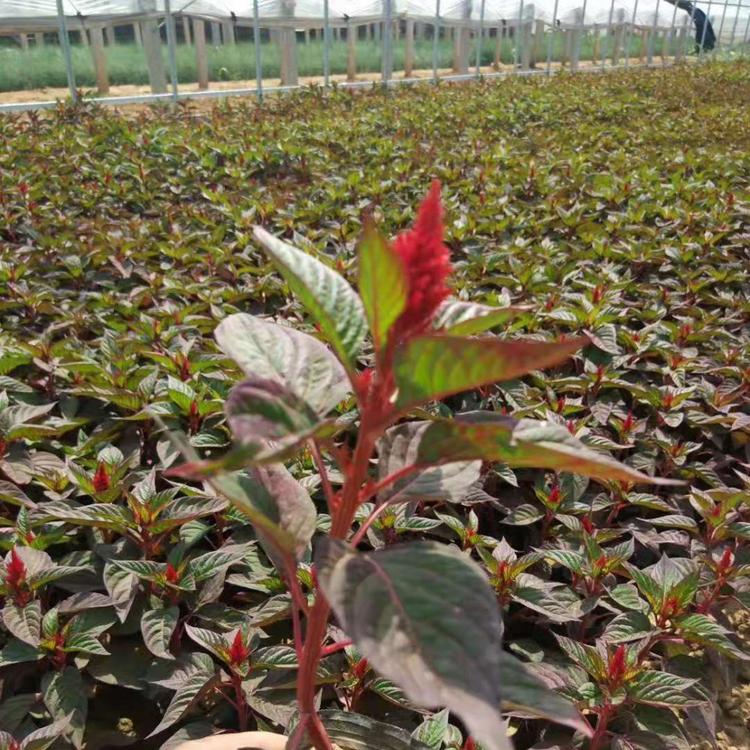鸡冠花批发价格 草花花卉供应基地 久顺花卉
