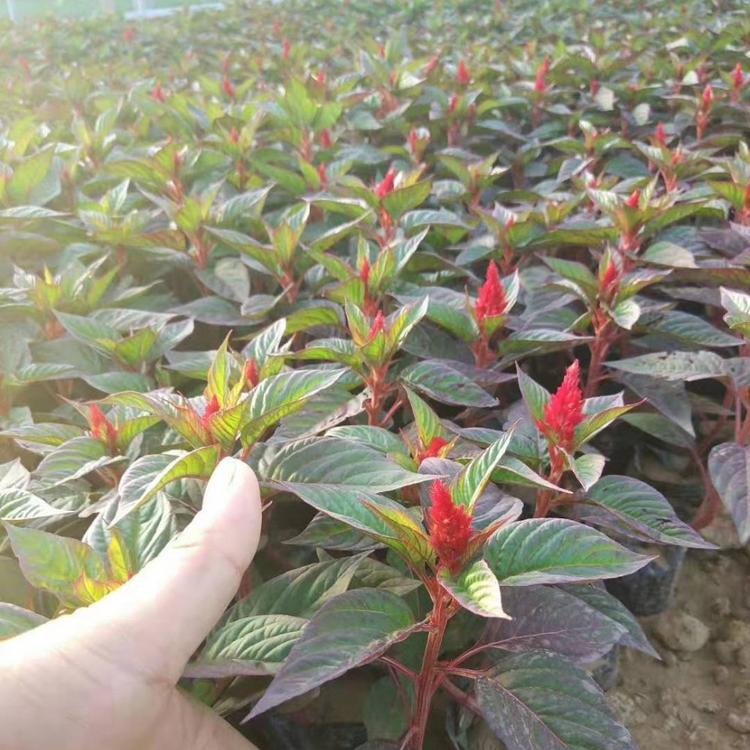 潍坊世纪红基地 世纪红批发价格 久顺花卉