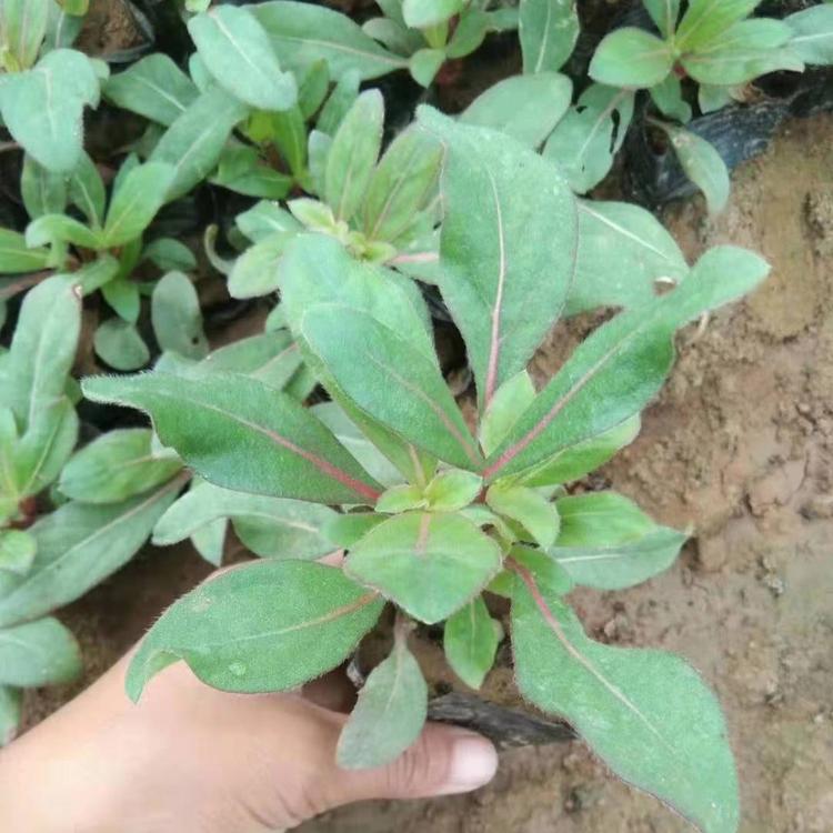 求购千日红 草花花卉价格_报价 久顺花卉