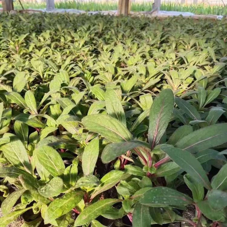 青州千日红价格 时令草花批发_草花种植基地