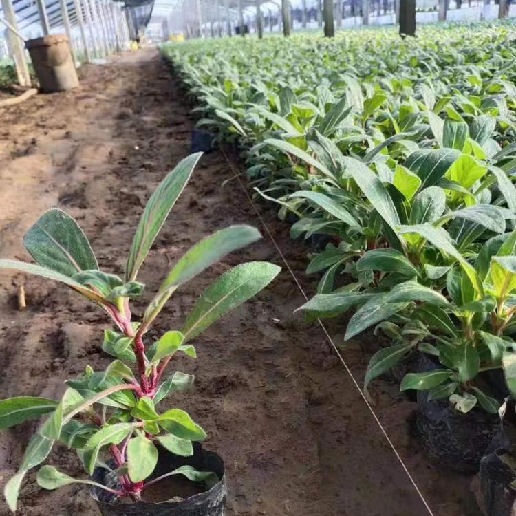 山东千日红小苗 草花花卉批发价格 久顺花卉