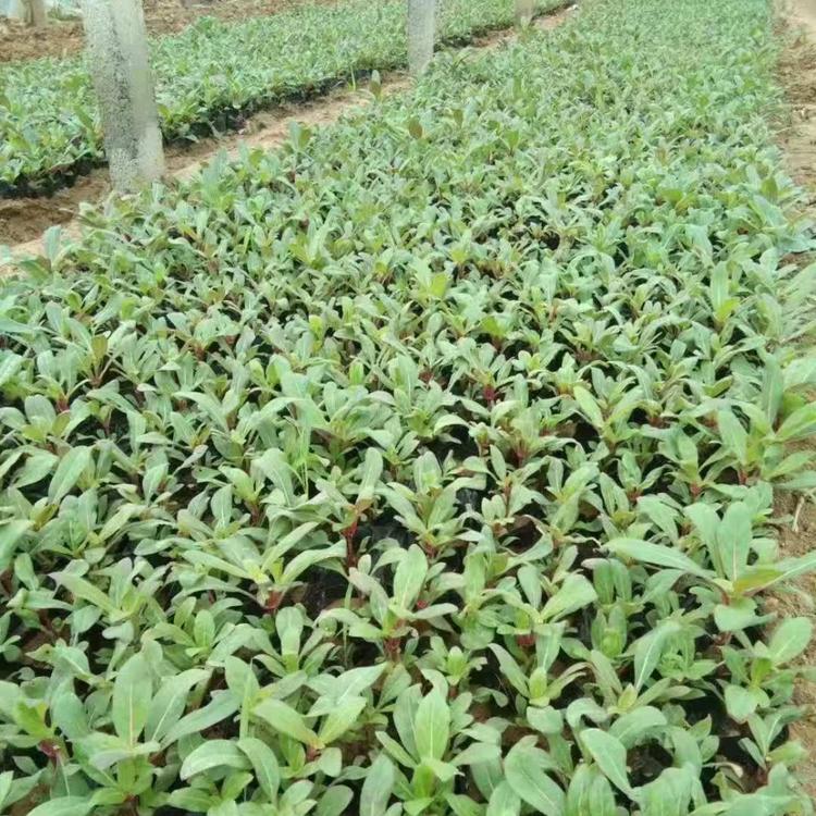 山东千日红批发 时令草花报价_价格 久顺花卉