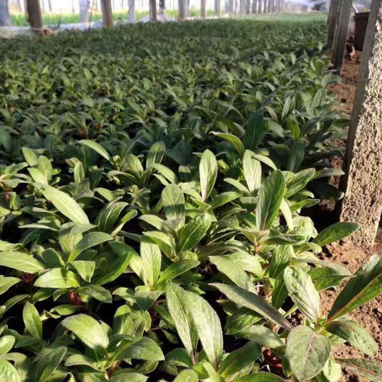 求购千日红 千日红批发价格  草花批发基地供应