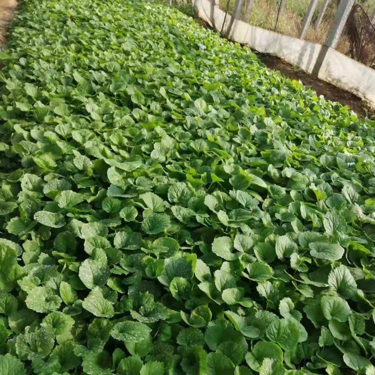 山东二月兰批发价格 草花花卉大量供应 久顺花卉