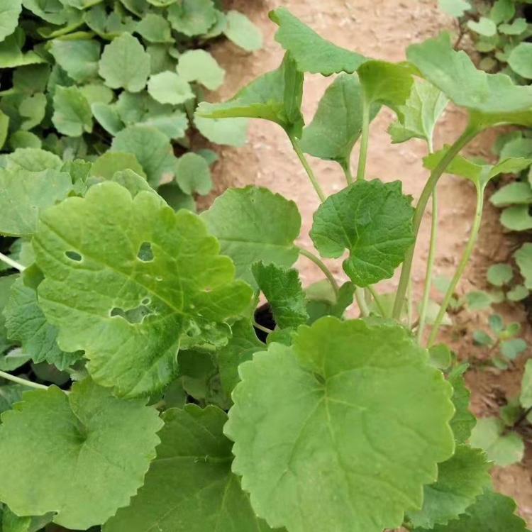 山东二月兰 草花花卉批发价格 久顺花卉