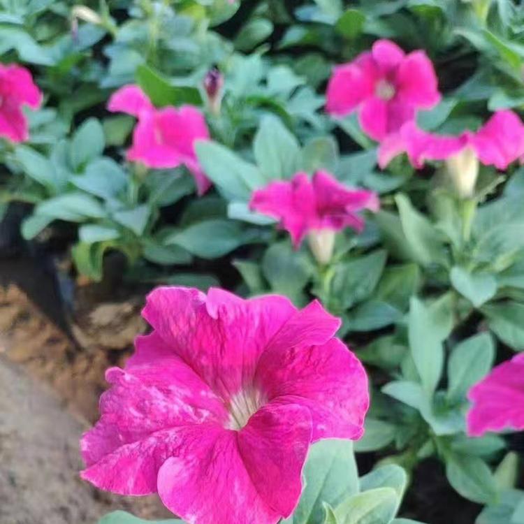 山东矮牵牛小苗 牵牛花批发价格 久顺