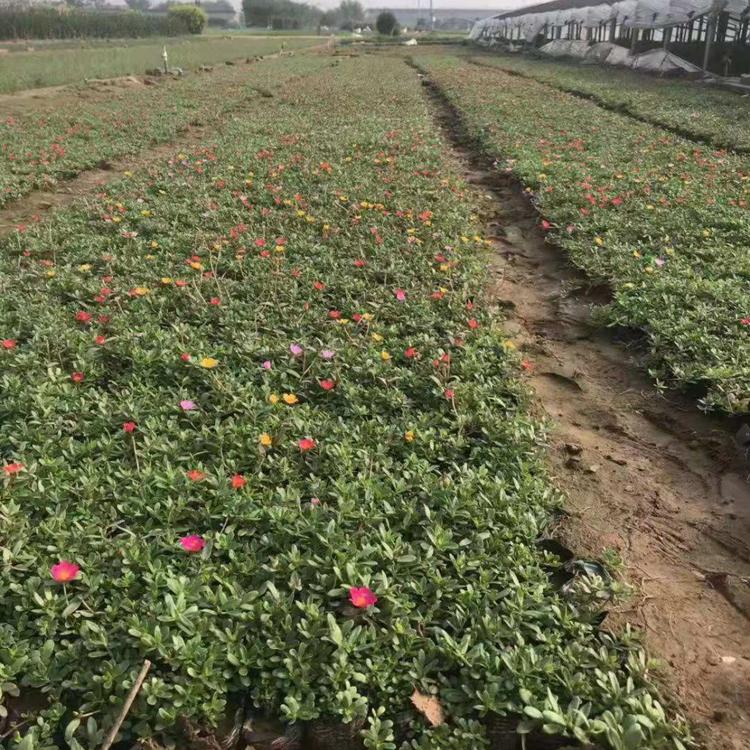 潍坊太阳花基地 时令草花批发价格 久顺花卉