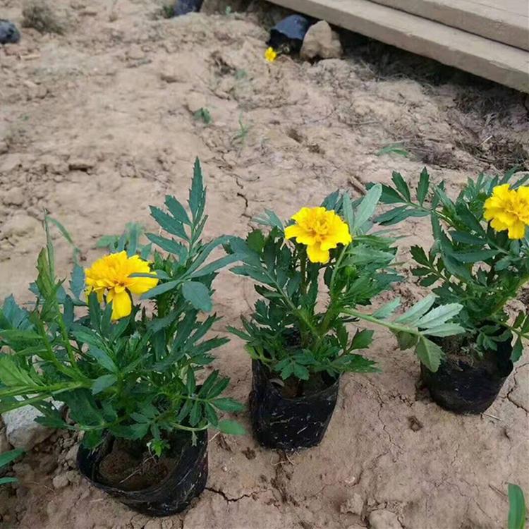 孔雀草 青州草花供应商 草花基地批发 孔雀草小苗直销