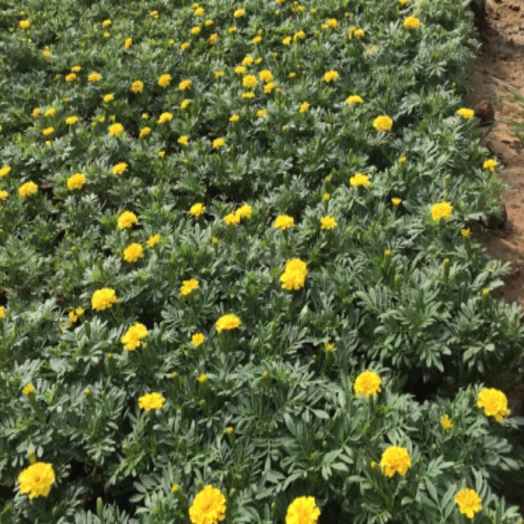 内蒙孔雀草批发价格-地邦-孔雀草出售