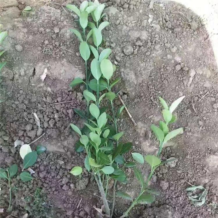 卫矛供应商 卫矛种植基地 卫矛批发商 青州绿化苗木基地