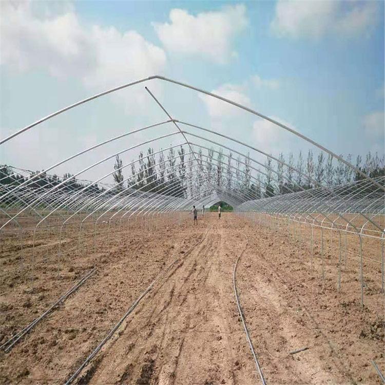 金农温室建设拱形温室 经验丰富 山东拱形温室大棚