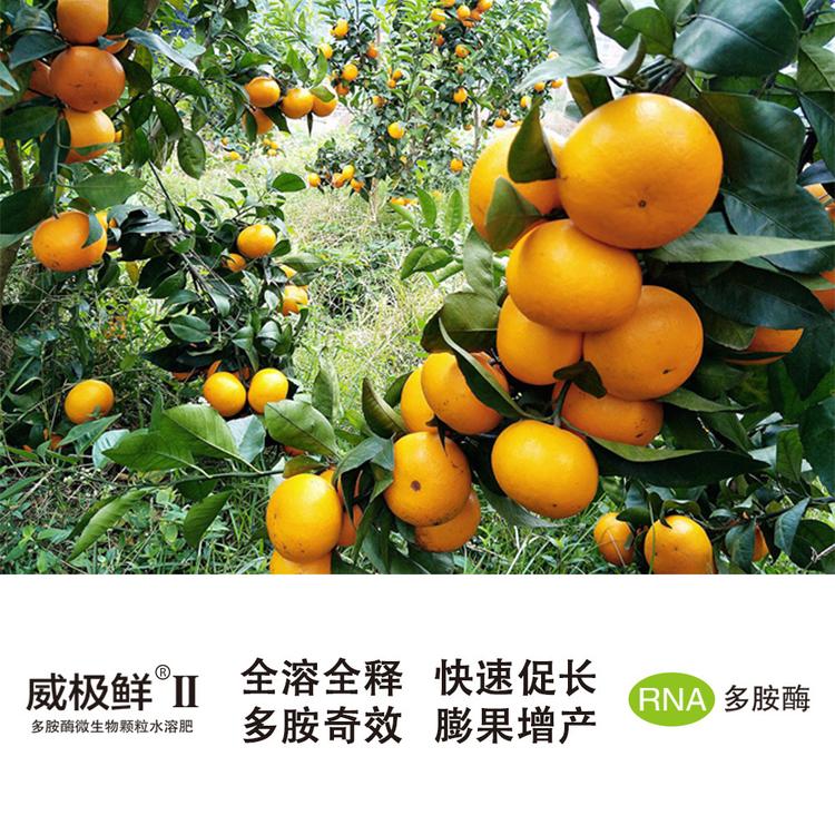 威极鲜2号颗粒水溶肥多胺酶颗粒冲施肥 大棚瓜果专用膨果增产促长防黄叶 补充钙镁铁硼锌钼等中微量元素水溶微生物肥料微生物菌剂全水溶全吸收 厂家直销