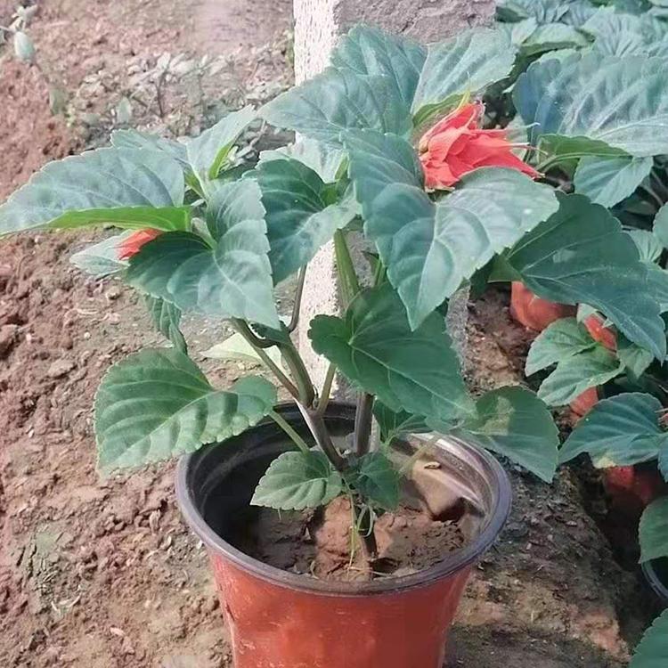 【重磅推出】优良的一串红种植基地 禹阳花卉培育一串红