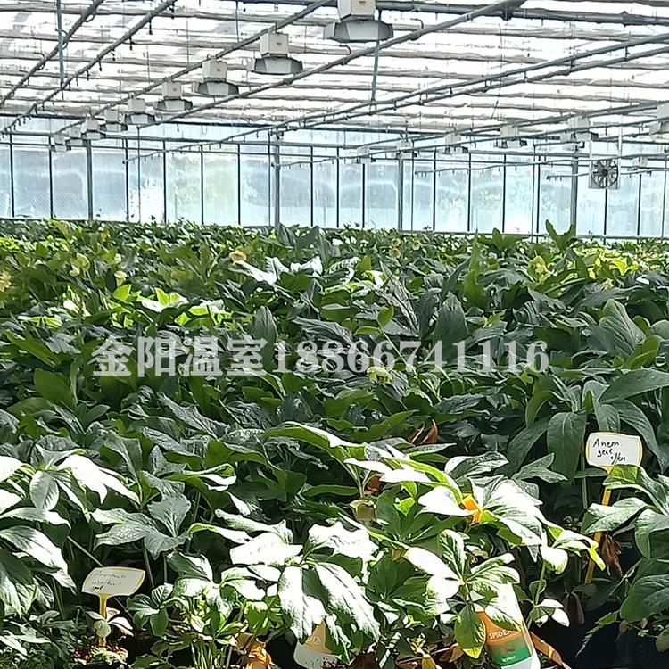 叉拱大棚花卉温室大棚建设育苗温室青州金阳温室