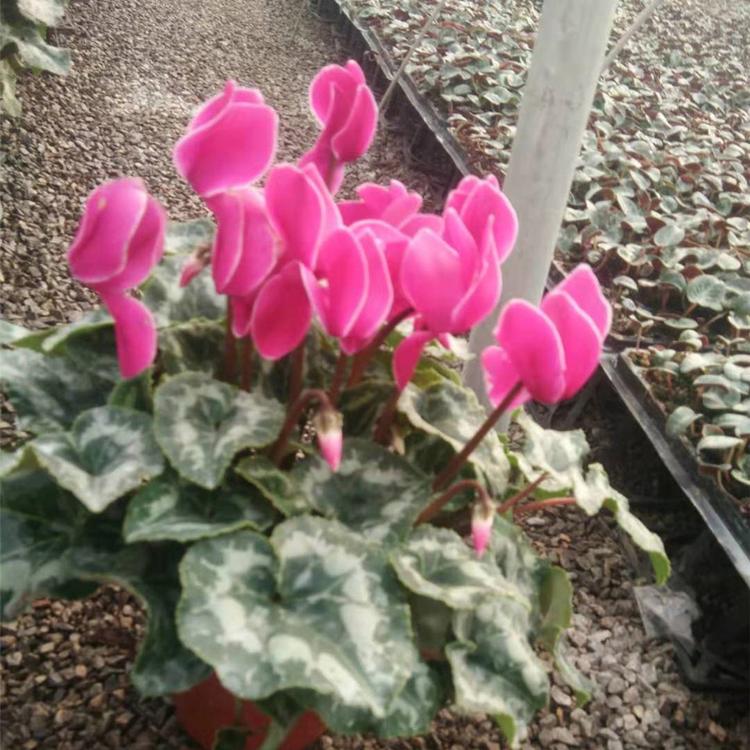 仙客来供货商  基地种植仙客来 价格实惠