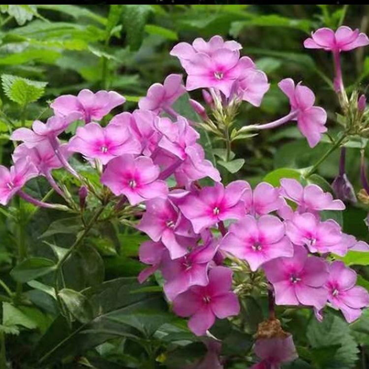 草花种植基地   福禄考种植基地    福禄考批发