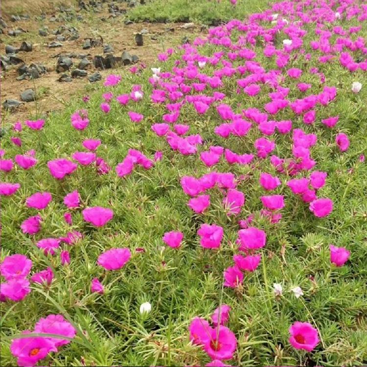 半枝莲 基地种植半枝莲 凯洋 半枝莲现货供应 优惠多多