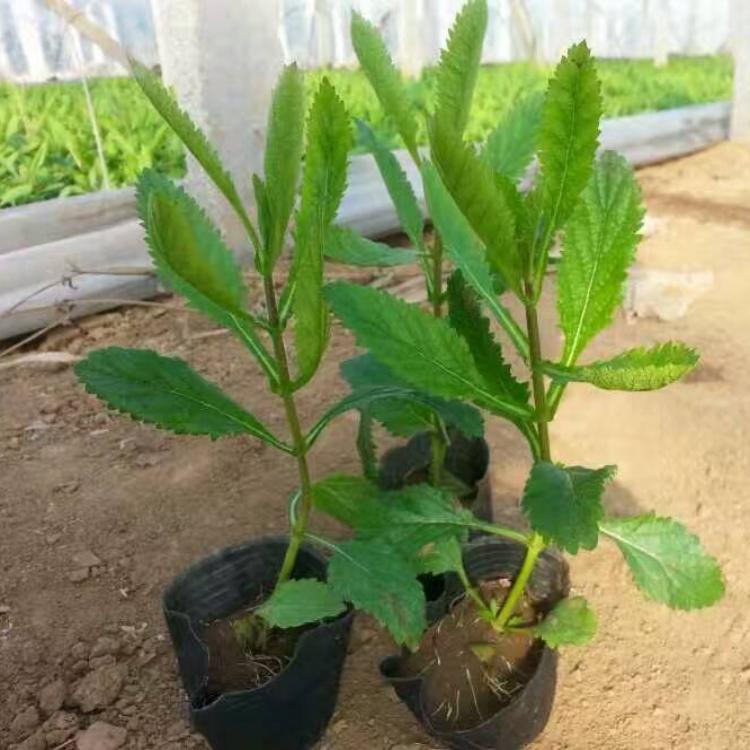 河北马鞭草种植基地为您介绍