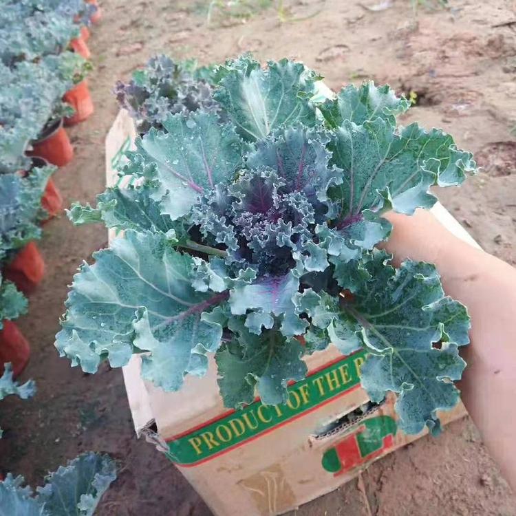 山东羽衣甘蓝批发  羽衣甘蓝价格  红叶甜菜直销