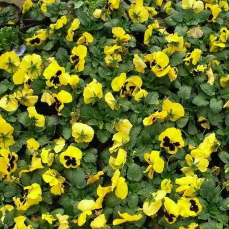 三色堇种植基地为您报价