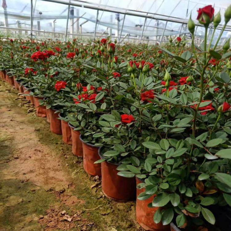 销售微型月季 微型月季报价 月季花批发