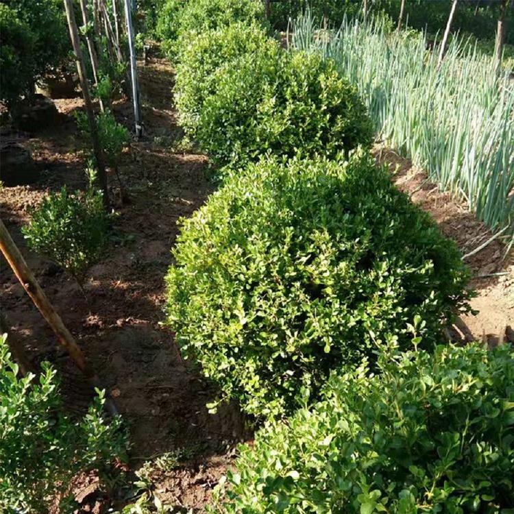 黄杨球 山东黄杨球批发  基地种植  凯洋花卉 大量供应
