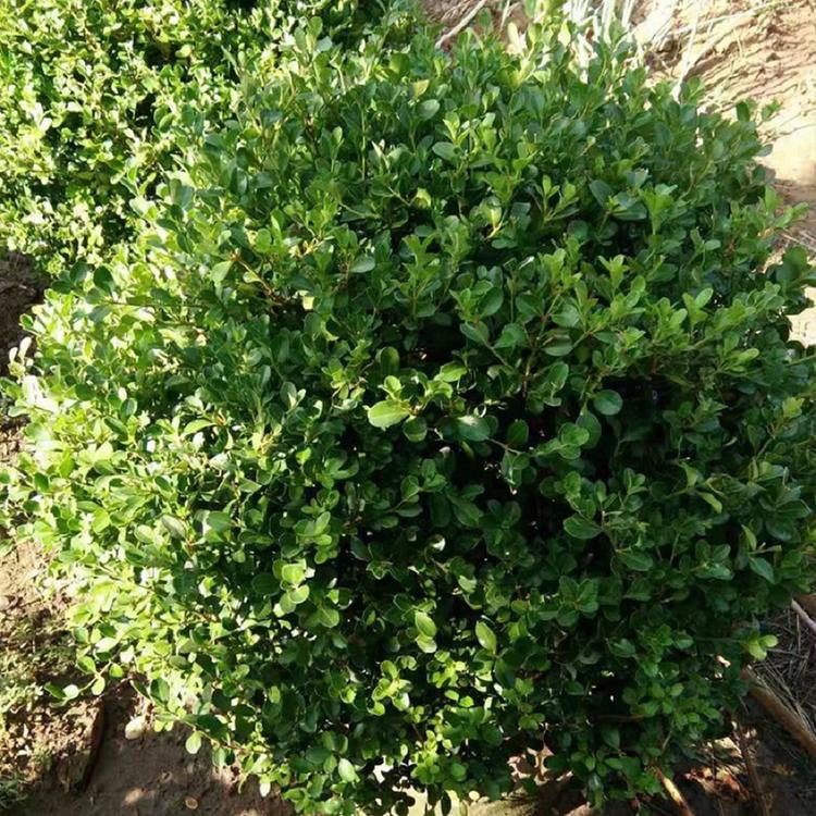 黄杨 黄杨球 黄杨球种植  凯洋花卉出售黄杨球