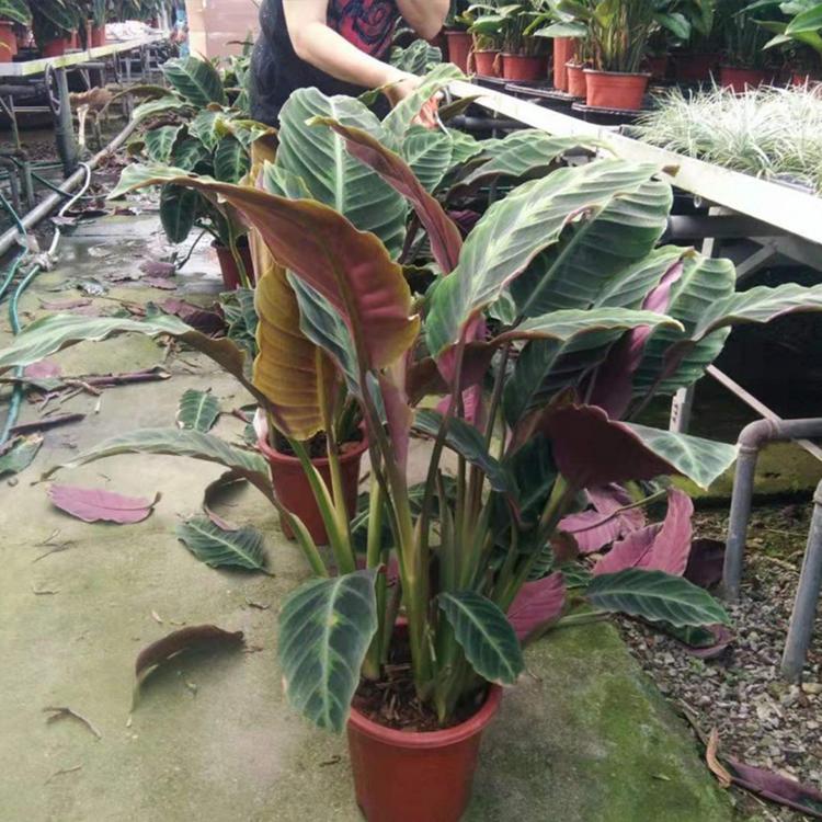 竹芋  绒叶肖竹芋  天鹅绒供应 批发 凯洋花卉 量大优惠