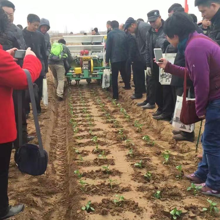 娃娃菜移栽机_华龙移栽机_移栽机生产厂家