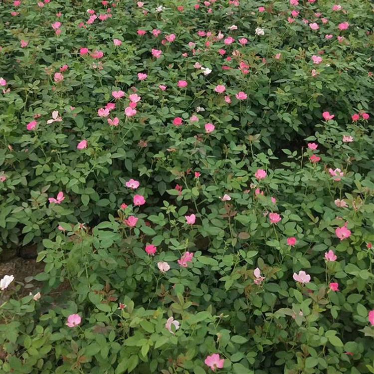 丰花月季小苗 丰花月季价格 丰花月季批发基地 青州草花基地