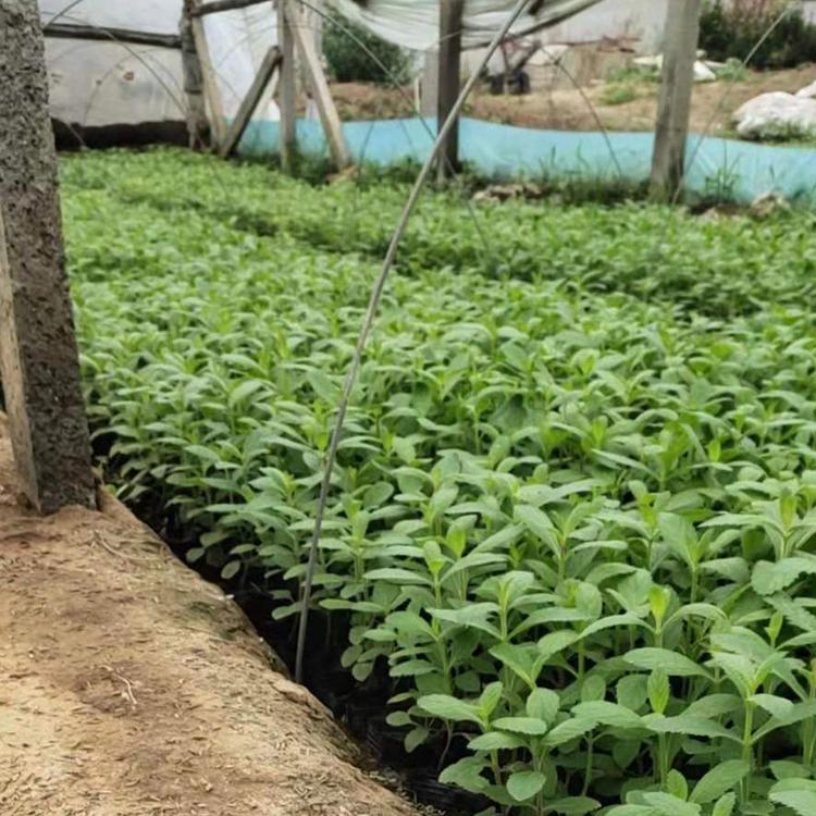 河北马鞭草批发  山东马鞭草大量供应 马鞭草培育基地