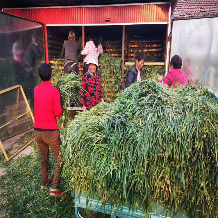 牧草烘干机_鲜牧草烘干箱_新型苜蓿草干燥设备_饲料热风循环烘箱